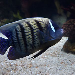 Pomacanthus sexstriatus