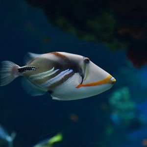 Rhinecanthus aculeatus