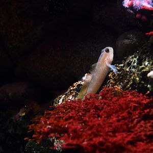 Rhinogobiops nicholsii