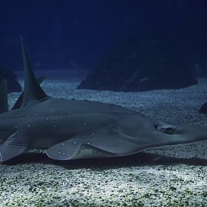 Rhynchobatus australiae