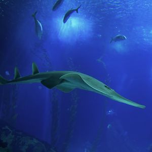 Rhynchobatus australiae