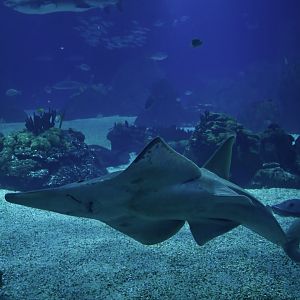 Rhynchobatus australiae