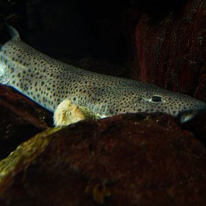 Scyliorhinus canicula