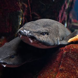 Scyliorhinus stellaris
