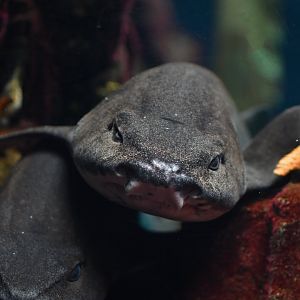 Scyliorhinus stellaris