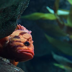 Sebastes nigrocinctus