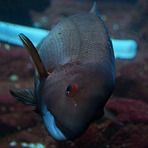 Semicossyphus pulcher