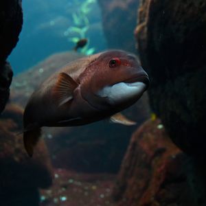 Semicossyphus pulcher