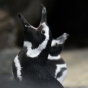 Maggelanic pinguin