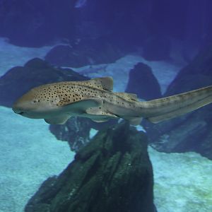 Stegostoma fasciatum