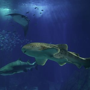 Stegostoma fasciatum