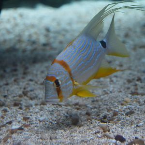 Symphorichthys spilurus