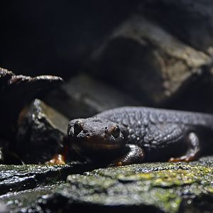 Tylototriton verrucosus