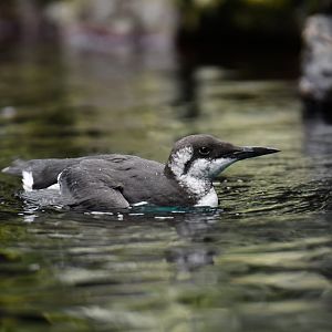 Common guillemot (Uria aalge)