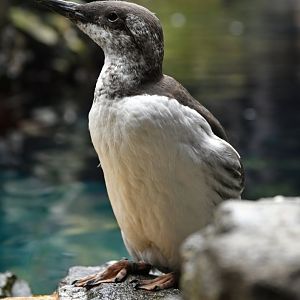 Common guillemot (Uria aalge)