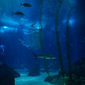 Oceanario main tank atmosphere