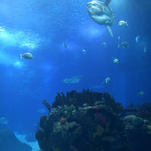 Oceanario main tank atmosphere