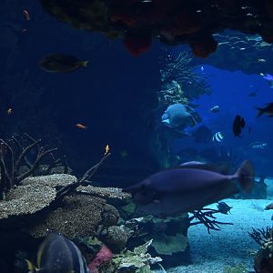 Oceanario reef tank atmosphere