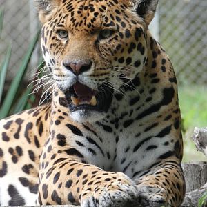 Jaguar portrait
