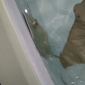 Sting ray