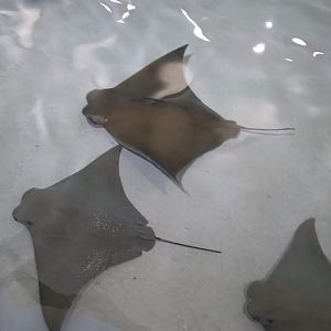 Sting ray