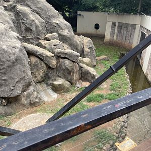 Puma Exhibit (Puma Concolor)