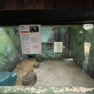 Indoor black-footed cat exhibit