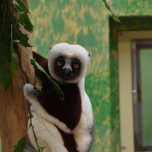Coquerel's sifaka (Propithecus coquereli)