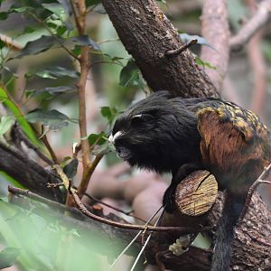 Weddell's saddle-backed tamarin (Leontocebus weddelli weddelli)