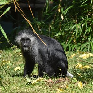 King Colobus (Colobus polykomos)