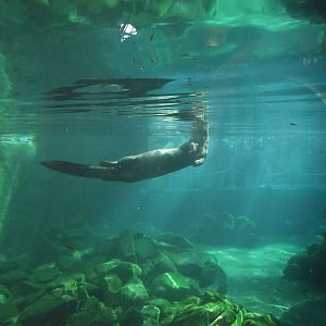 Giant Otter - Zooparc de Beauval - 10/2020