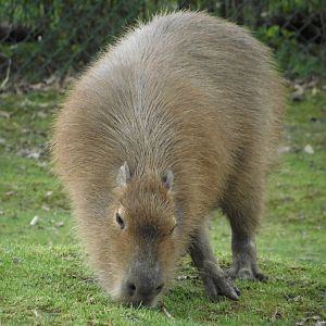 Capybara - Zooparc de Beauval - 03/2013