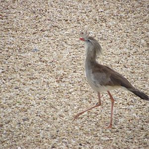 Red-legged Seriema - Zooparc de Beauval - 05/2015