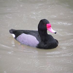 Rosy-billed Pochard - Zooparc de Beauval - 01/2013