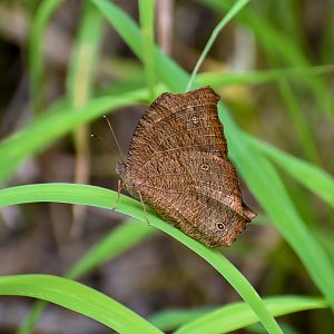 Evening Brown (Melanitis leda)