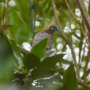 Bar-shouldered Dove (Geopelia humeralis)