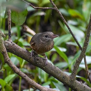 Rufous Shrike-thrush (Colluricincla rufogaster)