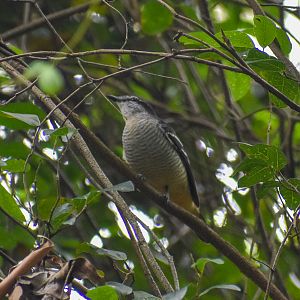 Varied Triller (Lalage leucomela)