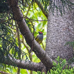 Australasian Figbird (Sphecotheres vieilloti)