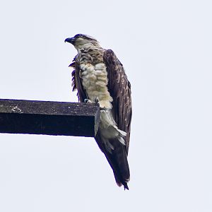 Eastern Osprey (Pandion cristatus)