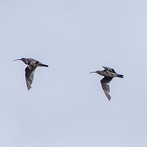 Whimbrels (Numenius phaeopus)