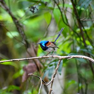 Variegated Fairywren (Malurus lamberti)