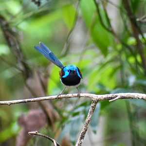 Variegated Fairywren (Malurus lamberti)