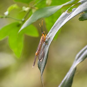 Blue Eyes Lacewing (Nymphes myrmeleonoides)