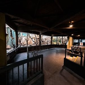 Golden-bellied capuchin indoors