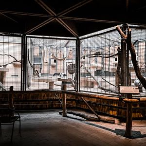 Black-and-white ruffed lemur indoors
