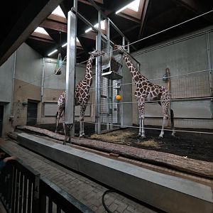 Reticulated giraffe indoors