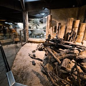 Rhino (Ceratotherium simum simum) and Meerkat indoor