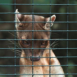Fossa