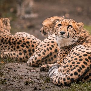 Cheetah (Acinonyx jubatus jubatus)